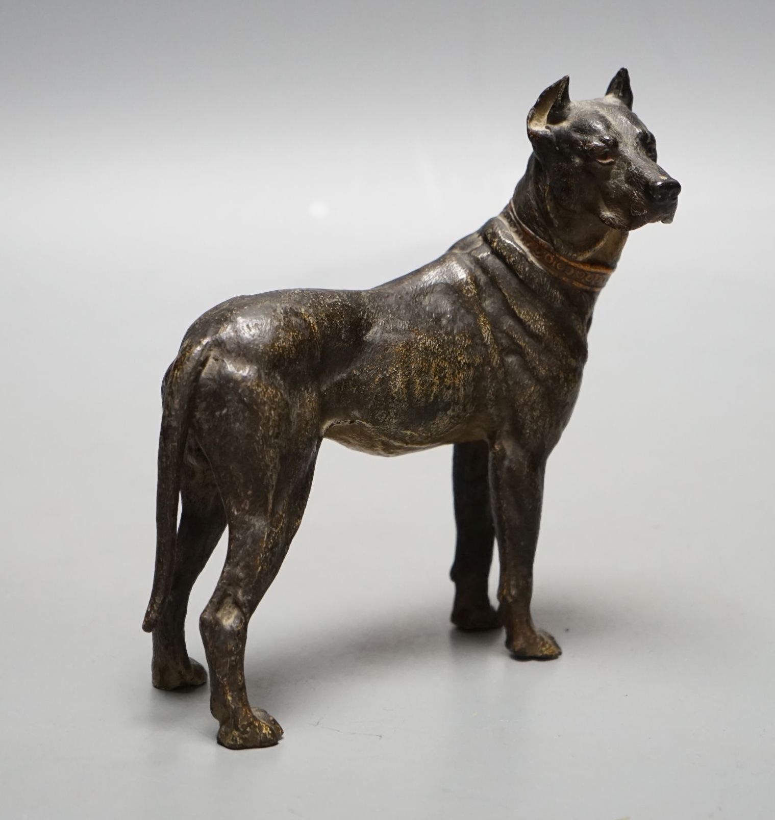 A Viennese cold-painted bronze model of a Great Dane 13.5cm tall, 14cm long